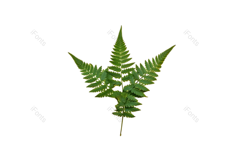 叶子图片,装饰元素,纹理PNG,清新免抠素材